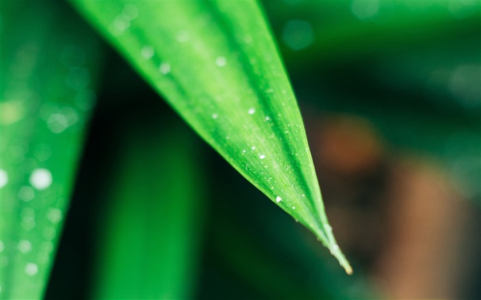 Outubro, 2018, natureza, planta, flor, foto Visualizações:20170