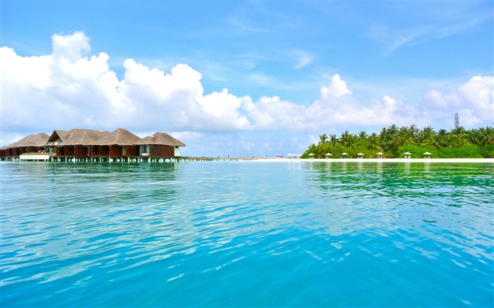 Summer Maldives Resort Palm Tree Blue Ocean Views:9603 Date:2018/10/21 8:35:16