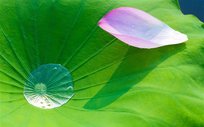 Été, feuille de lotus verte, pétales de rose, gouttes d'eau Vues:6994