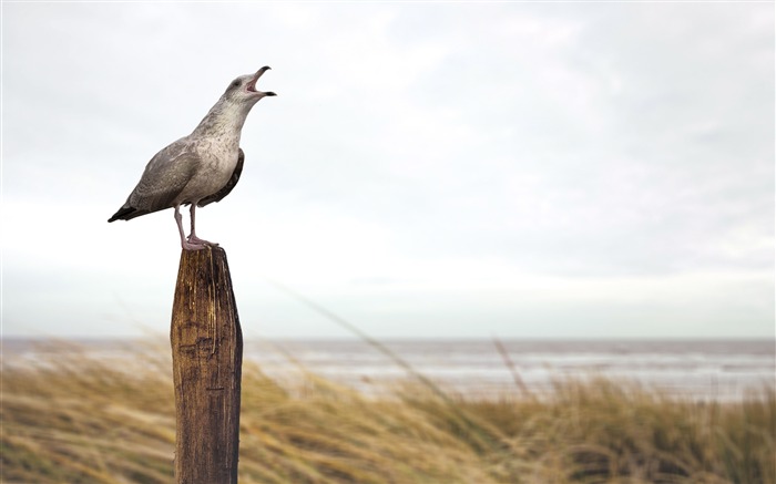 Hiver, steppe, zone humide, bois sec, mouette, gros plan Vues:5495