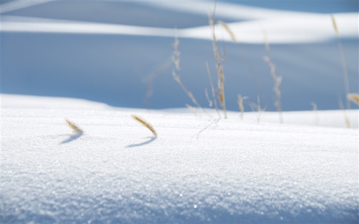 2018, frío, invierno, nevado, heno, primer plano Vistas:7928