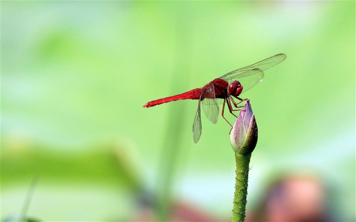 2018, verano, loto, libélula roja, fotografía. Vistas:7677