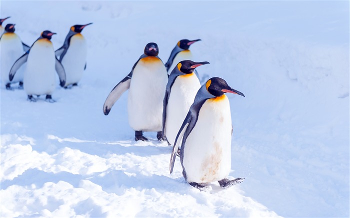 Antártica, geleira, sol, bonitinho, pinguim Visualizações:12426