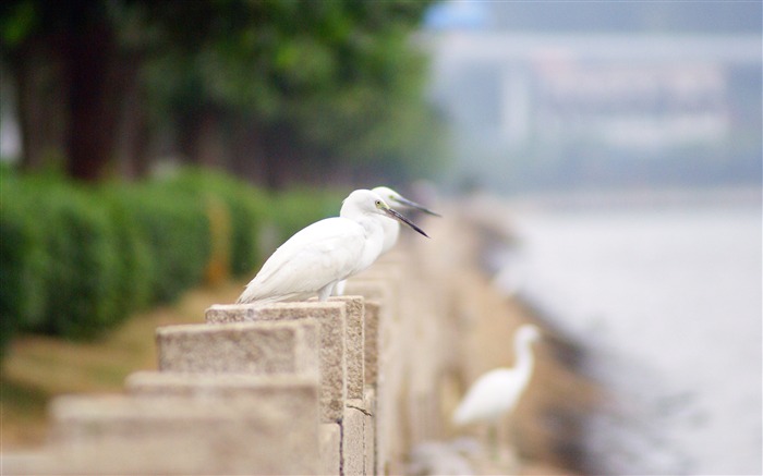 Cidade, parque, lago, branco, garça, foto Visualizações:7107