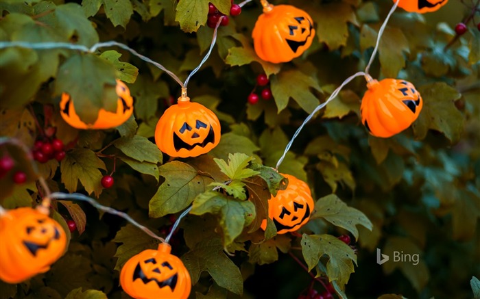 Mignon, Halloween, éclairage, Bing, papier peint, 2018 Vues:6610