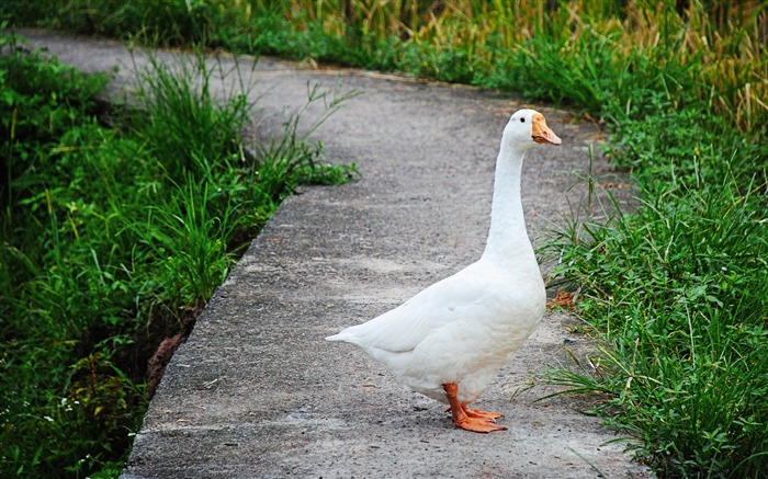 Lindo, ganso blanco, animal, HD, fotografía Vistas:14074