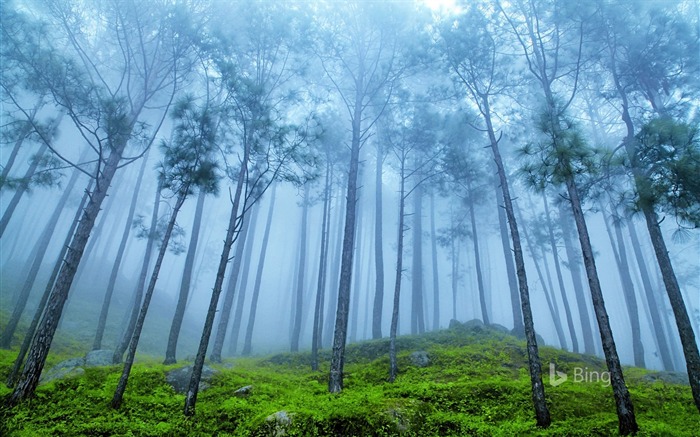 Himalaya, Forêt de pins, Brumeux, Bing, Papier peint, 2018 Vues:7772