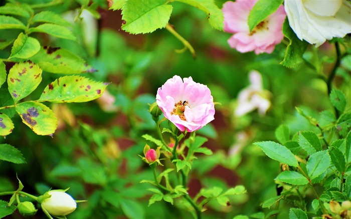 Pink Rose Flower Bloom Plant Closeup Views:6051 Date:2018/11/9 9:52:48