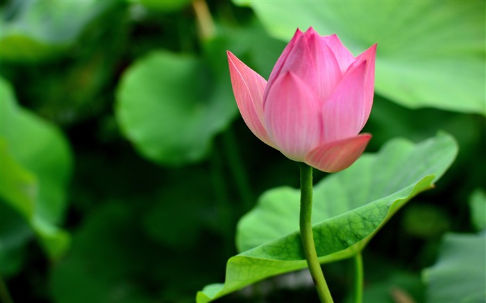 粉红色的，莲花，绿色，花瓣，植物，摄影 浏览:6734