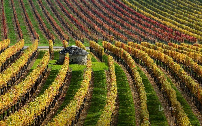 Viñedos, Borgoña, Francia, 2018, Bing, Papel Pintado Vistas:7903