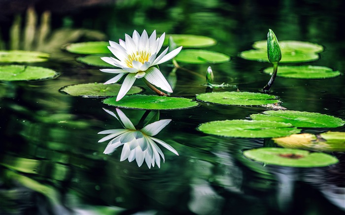 Branco, lírios de água, verde, folhas, piscina Visualizações:7881