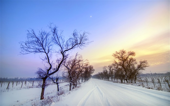 冬天，雪，路，干树，日落，风景 浏览:10176