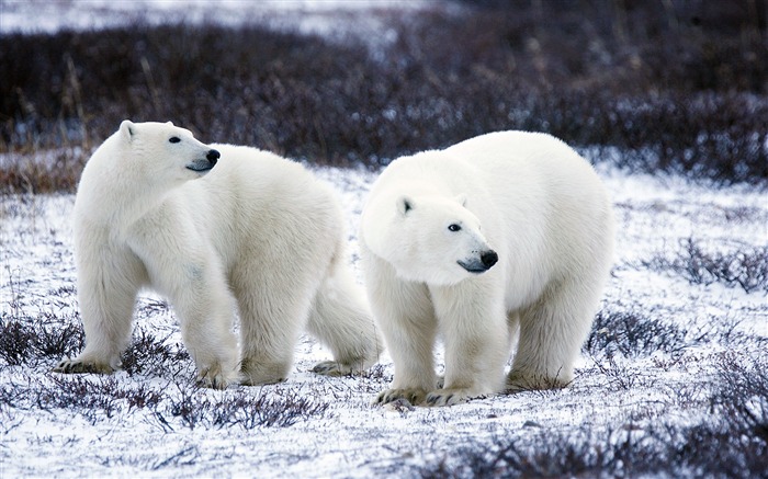 Inverno, branco, urso polar, animais selvagens, foto Visualizações:9881