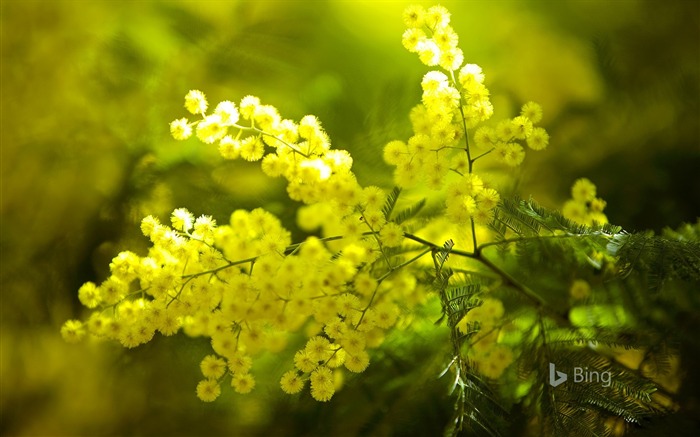 Amarelo, Mimosa Flores, França, 2018, Bing, Papel De Parede Visualizações:9093