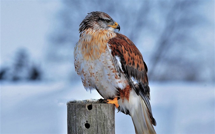 Ferruginous，鷹，野鳥，冬天，雪 查看次數:7038