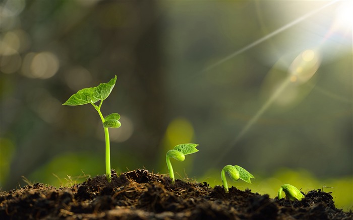 Verde, fresco, brotes de plantas, luz del sol, primer plano Vistas:13954