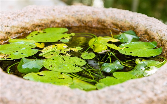 Verde, loto, hoja, piscina, HD, fotografía. Vistas:5578