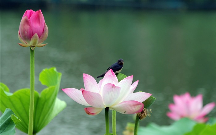 Morning pond pink lotus bloom swallow Views:7900 Date:2018/12/12 6:11:01