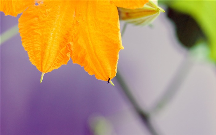 Pumpkin yellow flowers bloom ant closeup Views:5505 Date:2018/12/12 5:54:16