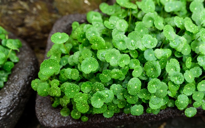 Saison des pluies, vert, herbe d'argent de cuivre, des plantes Vues:7612