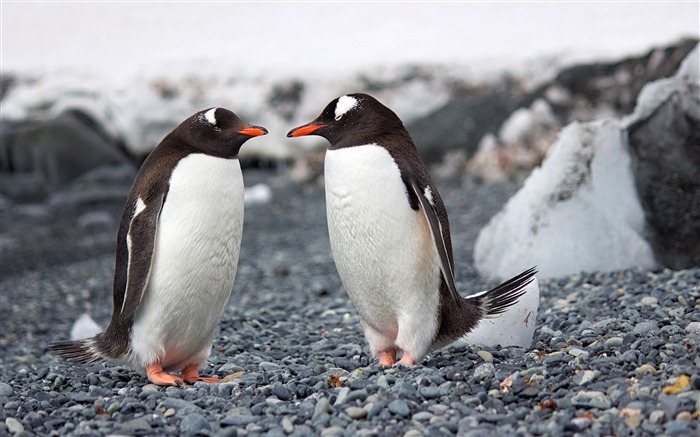 Verão, Antártica, Pinguim-imperador, Vida Selvagem Visualizações:7037