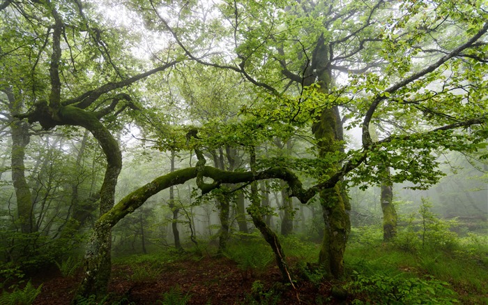 Verão, manhã, floresta verde, árvores, neblina Visualizações:10241