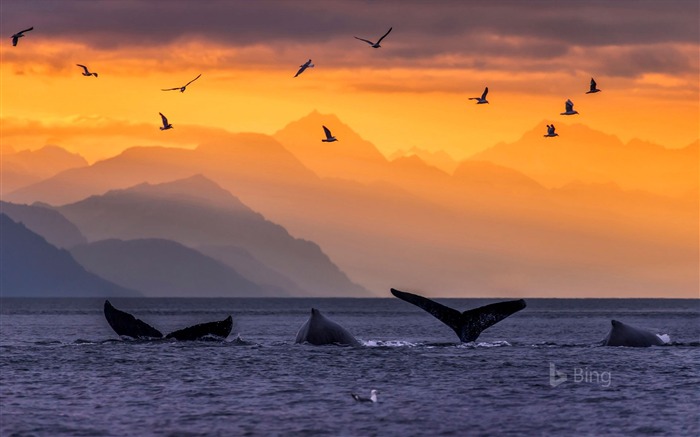 アメリカアラスカクジラ、2018、Bing、壁紙 ブラウズ:9067