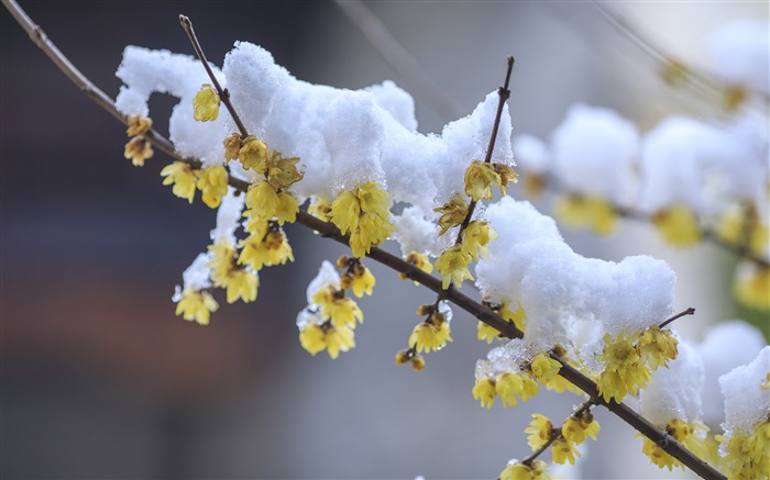 Inverno, floco de neve, amarelo flores silvestres, galho de árvore, closeup Visualizações:7614