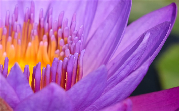 2019, Púrpura, Lotus, HD, Macro, Fotografía Vistas:6180