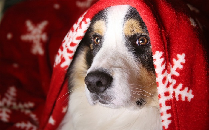 犬、かわいい、ペット、動物、HD、写真 ブラウズ:8554