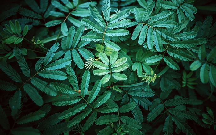 植物，蕨類植物，葉，鬱鬱蔥蔥，自然，照片 查看次數:10326