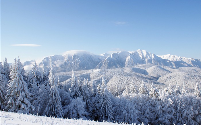 Bosque, Invierno, Montañas De Nieve, Pino Vistas:14650