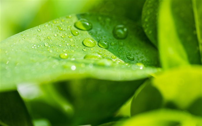 Green Fresh Water Drop Leaves Photo Views:7375 Date:2019/1/9 20:29:35