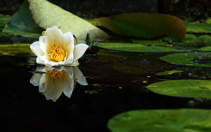 Naturaleza, Flor, Estanque, Flor, Blanco, Loto Vistas:8492