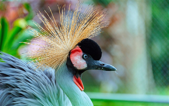 Red-crowned crane Crowned Animal Bird Views:7410 Date:2019/1/13 7:11:03