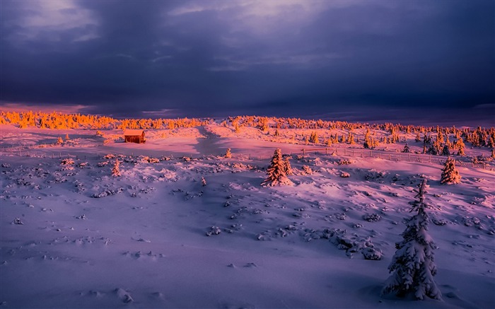 Invierno, Bosque, Puesta de Sol, Skyglow, Nieve Vistas:8607