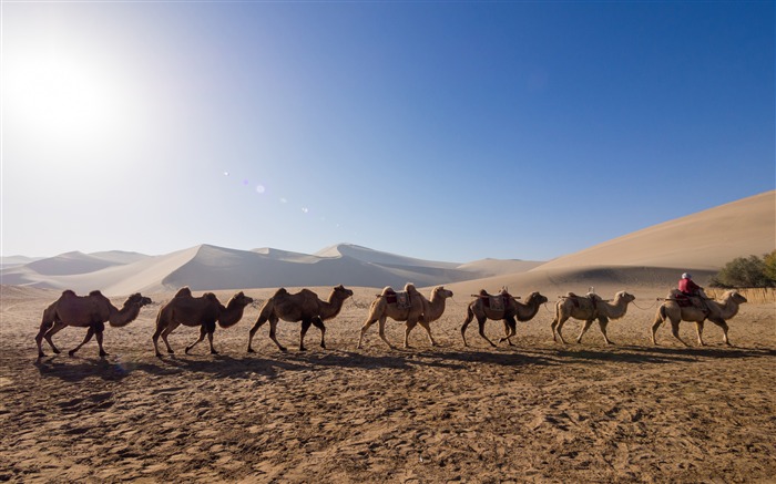 Camelo equipe, deserto árido do oeste, China Visualizações:10339