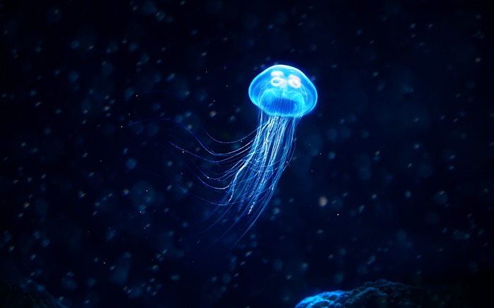 Blue Glowing Jellyfish Deep Ocean Closeup Views:20029 Date:2019/8/3 0:24:36