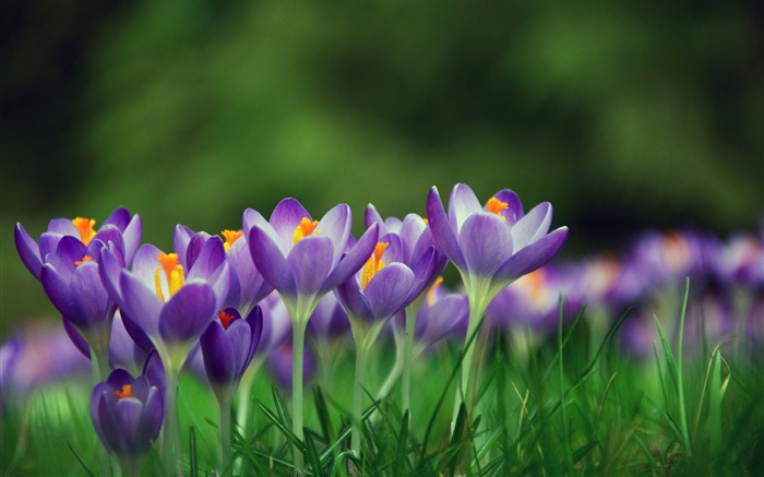 Crocus, Fleurs, Printemps, 4k, HD, Photo Vues:13183