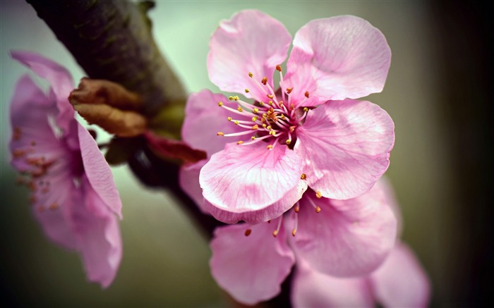 Cerisier du Japon, Fleurs, 4k, HD, Photo Vues:17586