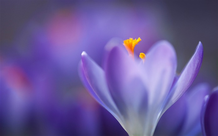 Purple, Crocus, Fleur, 4k, Macro, Photo Vues:8251