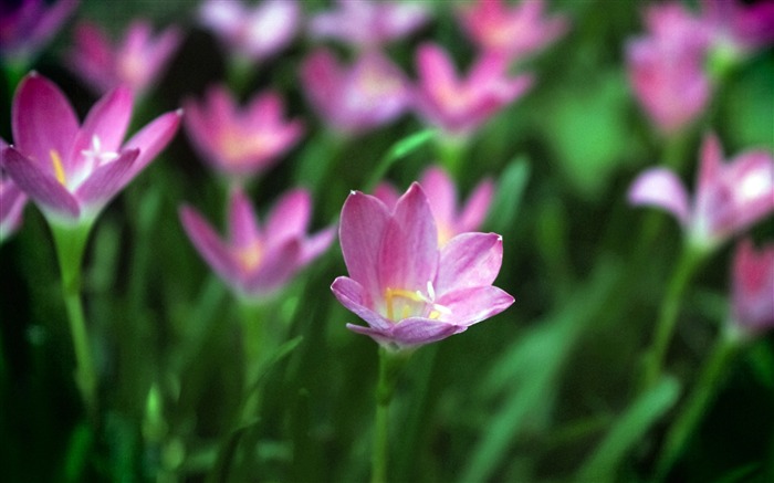 Violet, orchidée, fleur, 4k, hd, gros plan Vues:8598