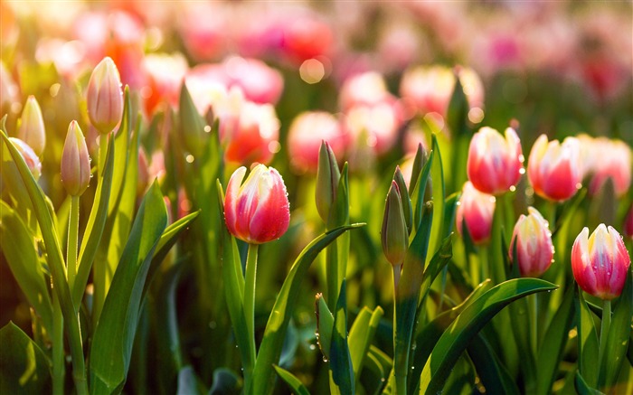 Été, matin, tulipes, 4k, HD, photo Vues:11559