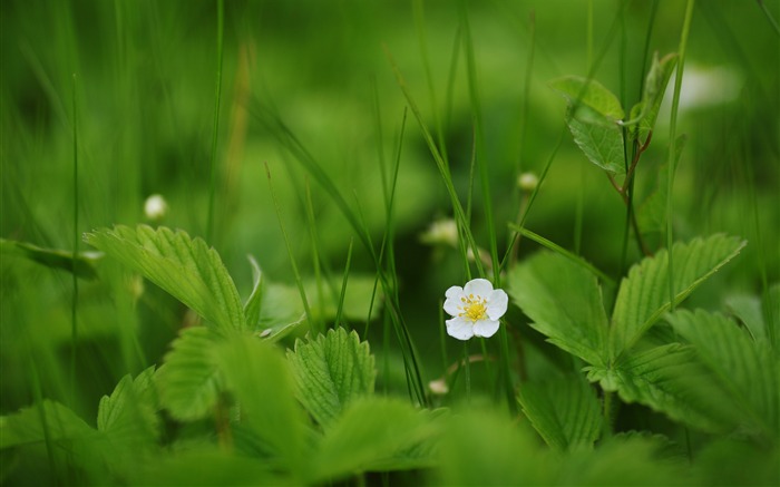 Fleurs sauvages blanches, Herbe, Printemps, 4K, HD, Photo Vues:11013