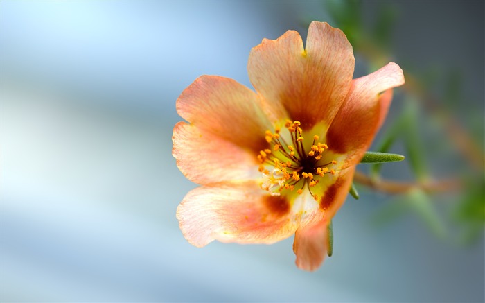 蚂蚁花椰菜，2019，植物，高清，照片 浏览:6151