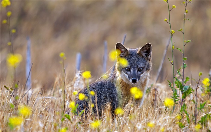 renard, parc national des îles Channel, Californie, 2019, Bing, Bureau Vues:5909