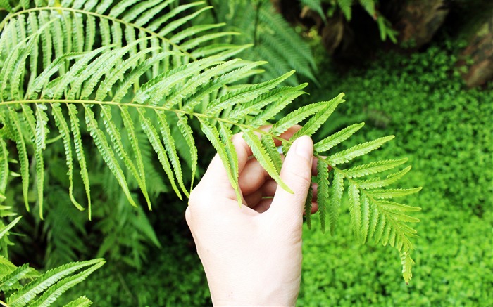 Verde, hojas de helecho, plantas, 2019, alta calidad, escritorio Vistas:4748