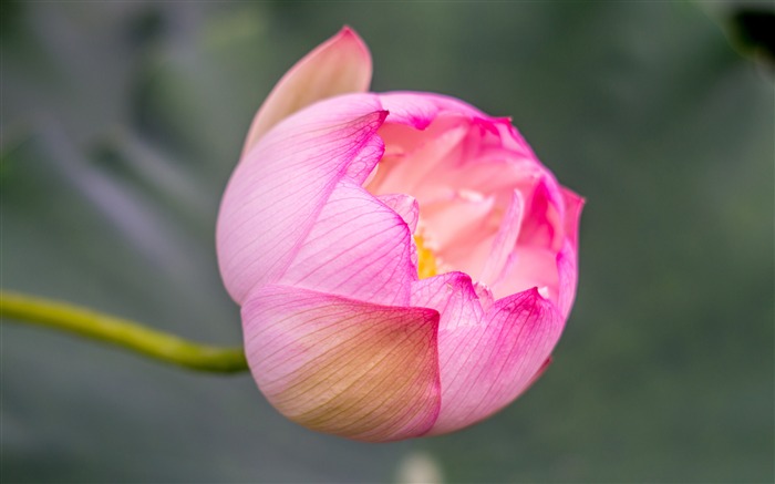 粉色，莲花，花苞，2019，植物，高清，照片 浏览:6723