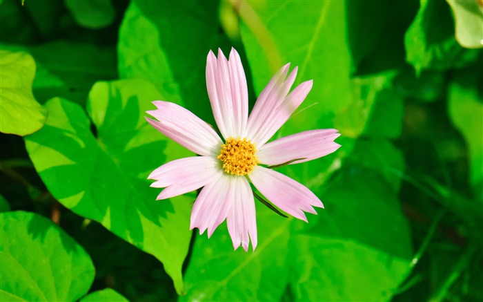 粉红色金露梅，2019，植物，高清，照片 浏览:5391