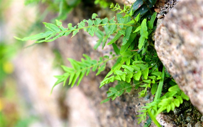 Rock Leaves 2019 Plant HD Photo Views:5553 Date:2019/10/14 5:16:40